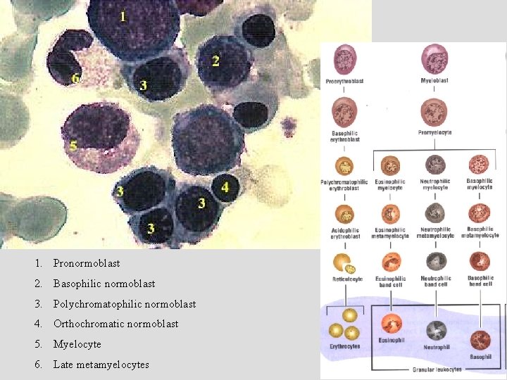 1. Pronormoblast 2. Basophilic normoblast 3. Polychromatophilic normoblast 4. Orthochromatic normoblast 5. Myelocyte 6.