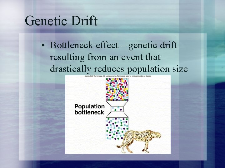 Genetic Drift • Bottleneck effect – genetic drift resulting from an event that drastically
