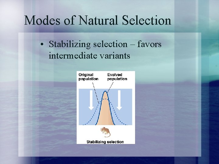 Modes of Natural Selection • Stabilizing selection – favors intermediate variants 