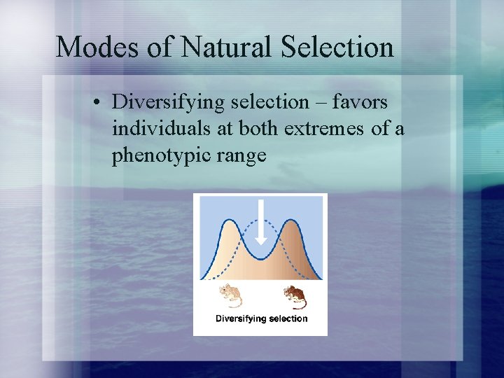 Modes of Natural Selection • Diversifying selection – favors individuals at both extremes of