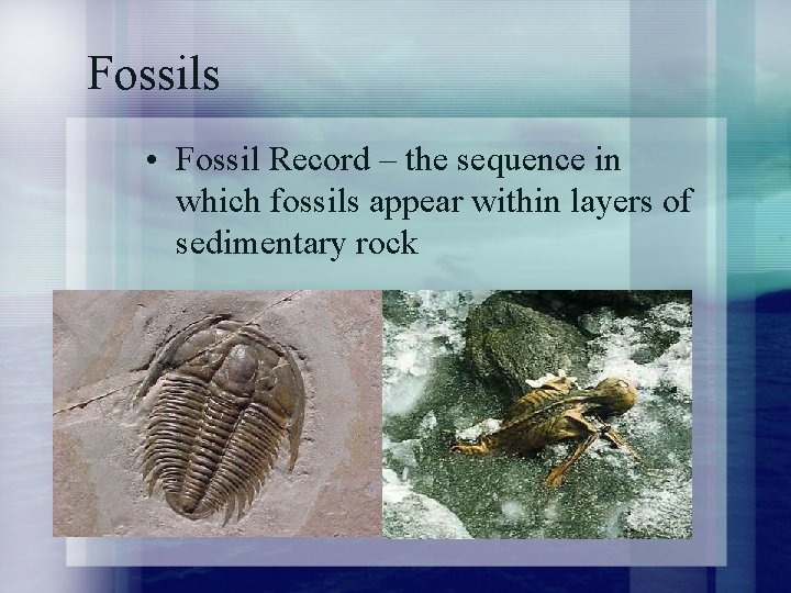 Fossils • Fossil Record – the sequence in which fossils appear within layers of