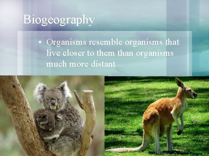 Biogeography • Organisms resemble organisms that live closer to them than organisms much more