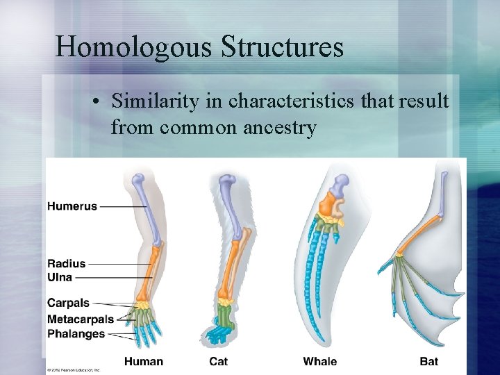 Homologous Structures • Similarity in characteristics that result from common ancestry 