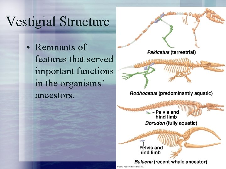 Vestigial Structure • Remnants of features that served important functions in the organisms’ ancestors.