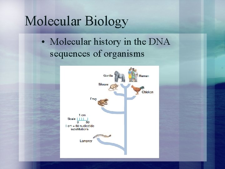 Molecular Biology • Molecular history in the DNA sequences of organisms 