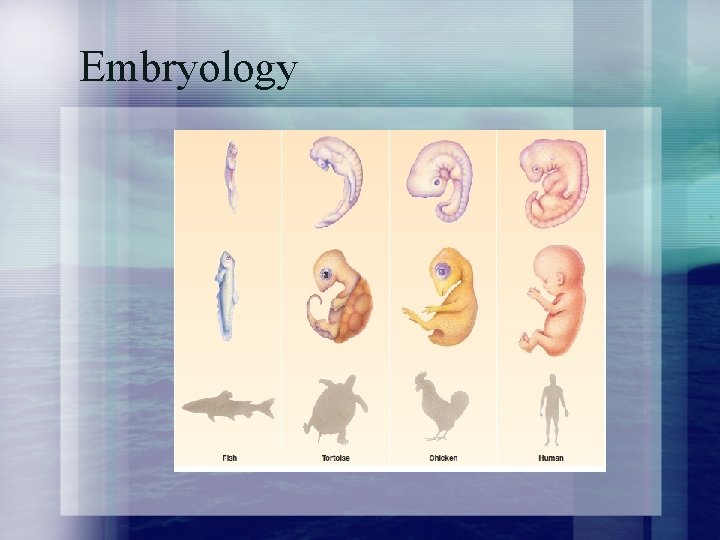 Embryology 