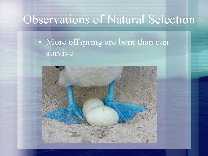 Observations of Natural Selection • More offspring are born than can survive 