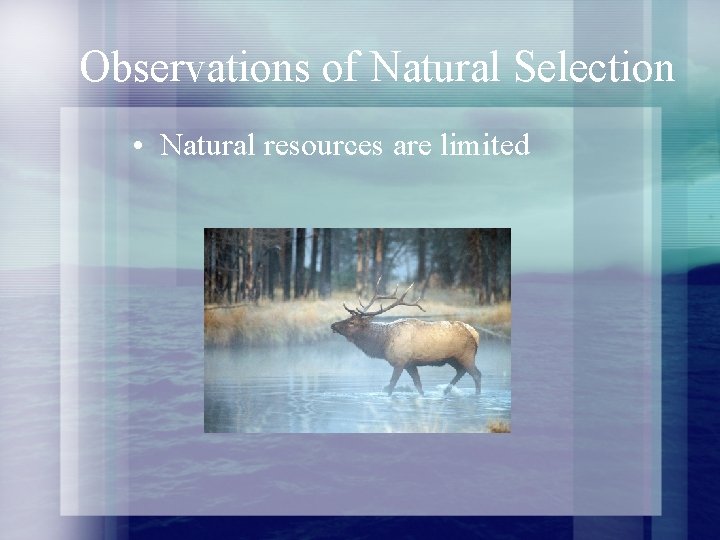 Observations of Natural Selection • Natural resources are limited 
