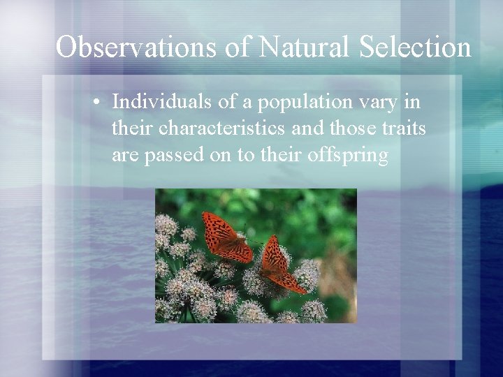 Observations of Natural Selection • Individuals of a population vary in their characteristics and