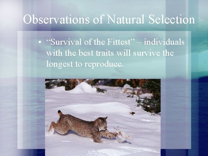 Observations of Natural Selection • “Survival of the Fittest” – individuals with the best