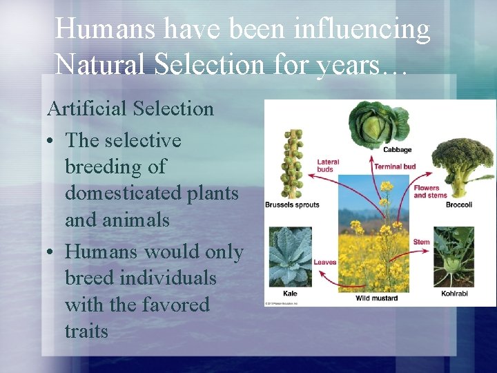 Humans have been influencing Natural Selection for years… Artificial Selection • The selective breeding