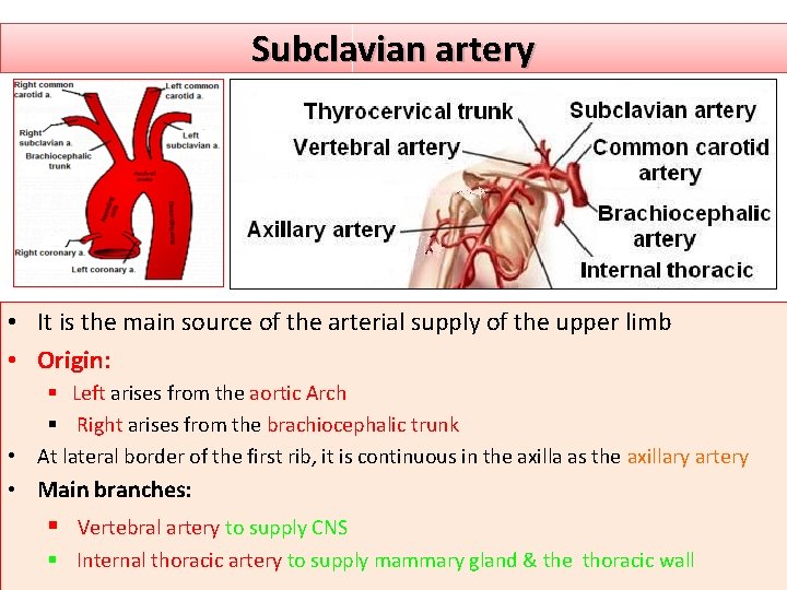 Subclavian artery • It is the main source of the arterial supply of the