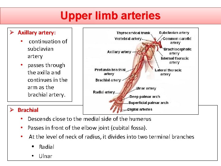 Upper limb arteries Ø Axillary artery: • continuation of subclavian artery • passes through