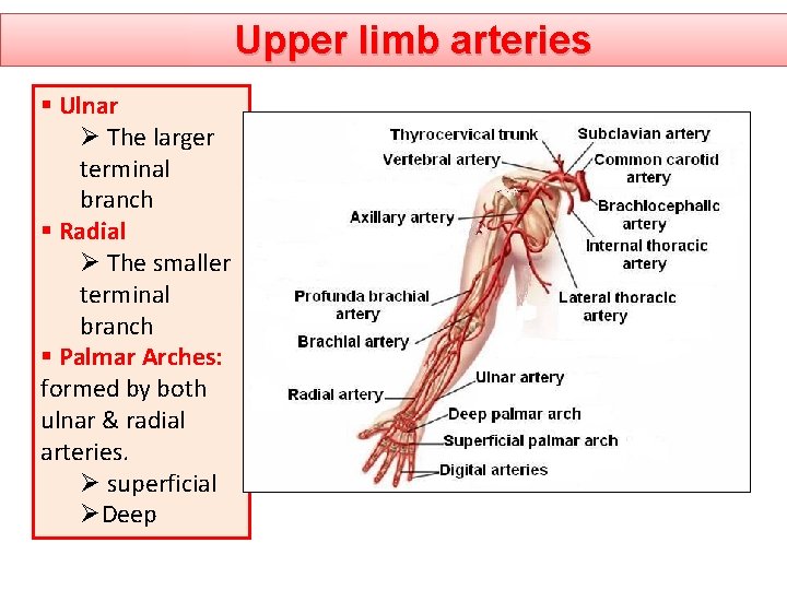 Upper limb arteries § Ulnar Ø The larger terminal branch § Radial Ø The