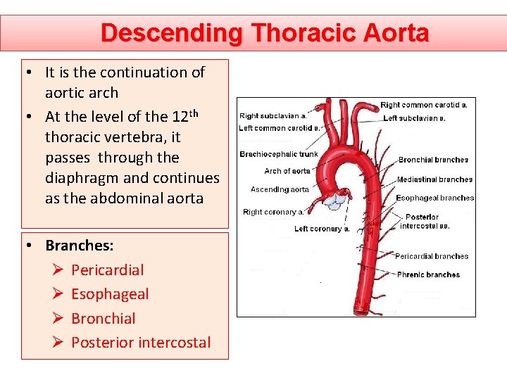 Descending Thoracic Aorta • It is the continuation of aortic arch • At the