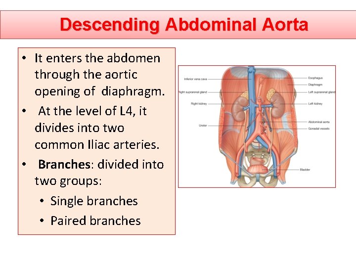 Descending Abdominal Aorta • It enters the abdomen through the aortic opening of diaphragm.