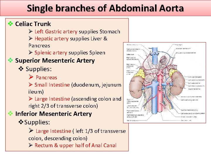 Single branches of Abdominal Aorta v Celiac Trunk Ø Left Gastric artery supplies Stomach