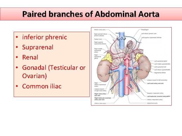 Paired branches of Abdominal Aorta inferior phrenic Suprarenal Renal Gonadal (Testicular or Ovarian) •