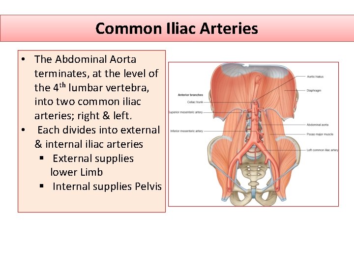 Common Iliac Arteries • The Abdominal Aorta terminates, at the level of the 4