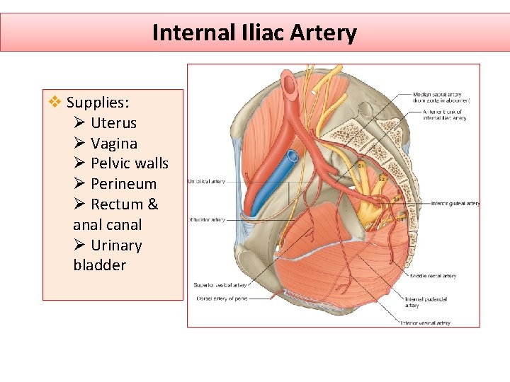 Internal Iliac Artery v Supplies: Ø Uterus Ø Vagina Ø Pelvic walls Ø Perineum