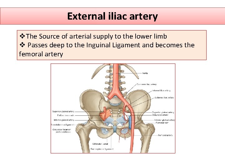 External iliac artery v. The Source of arterial supply to the lower limb v