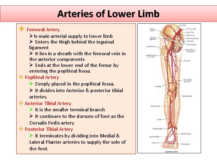 Arteries of Lower Limb v Femoral Artery ØIs main arterial supply to lower limb