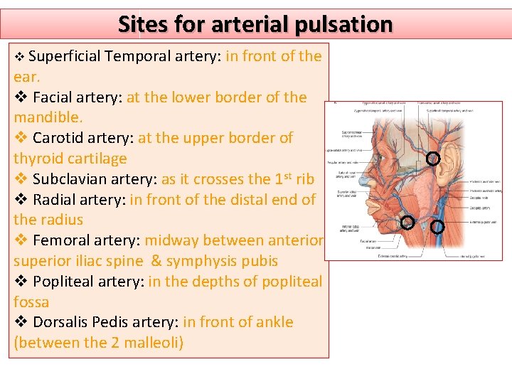 Sites for arterial pulsation v Superficial Temporal artery: in front of the ear. v
