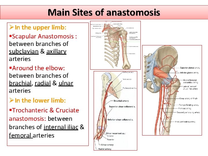Main Sites of anastomosis ØIn the upper limb: §Scapular Anastomosis : between branches of