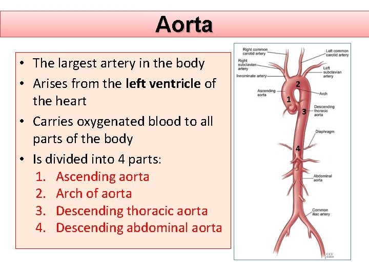 Aorta • The largest artery in the body • Arises from the left ventricle