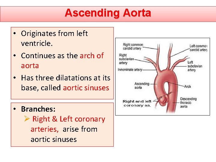Ascending Aorta • Originates from left ventricle. • Continues as the arch of aorta