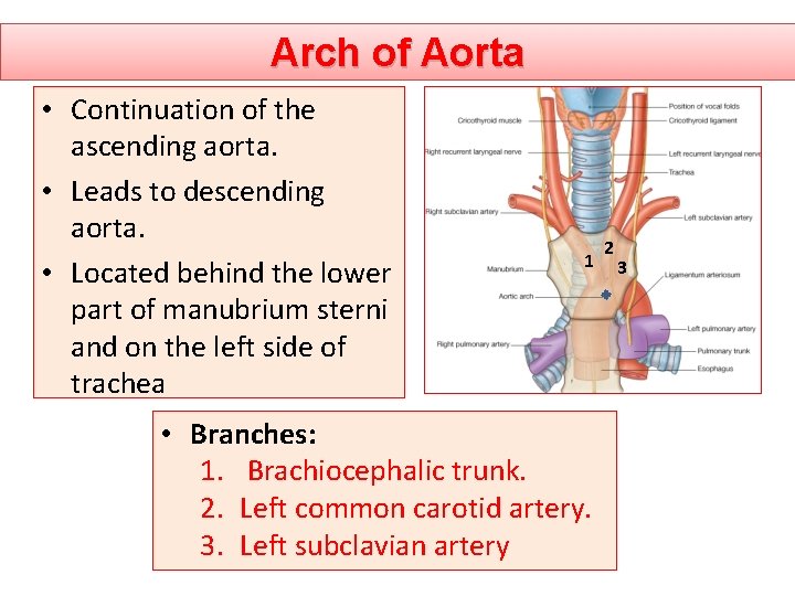Arch of Aorta • Continuation of the ascending aorta. • Leads to descending aorta.