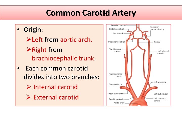 Common Carotid Artery • Origin: ØLeft from aortic arch. ØRight from brachiocephalic trunk. •