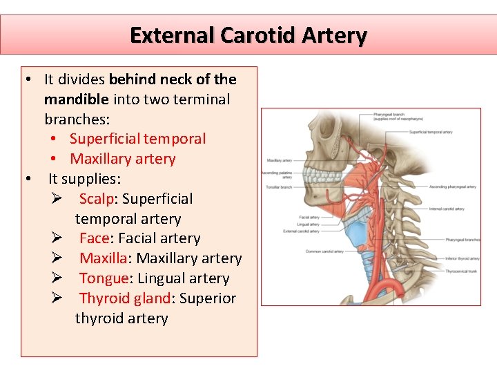 External Carotid Artery • It divides behind neck of the mandible into two terminal