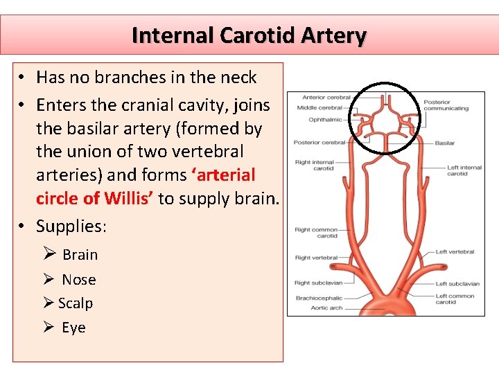 Internal Carotid Artery • Has no branches in the neck • Enters the cranial