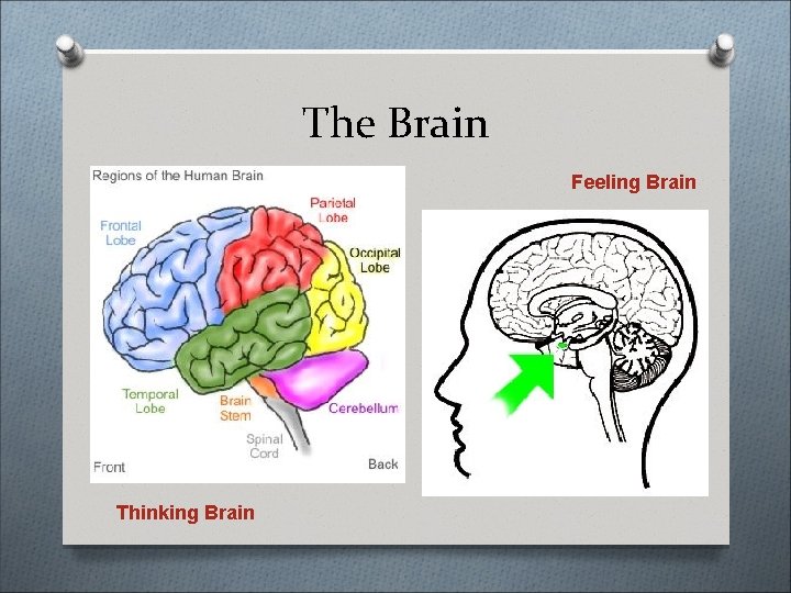 The Brain Feeling Brain Thinking Brain 