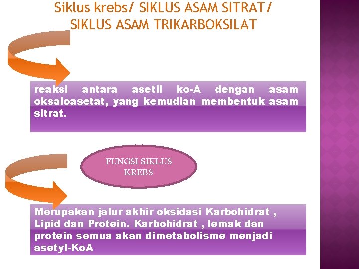 Siklus krebs/ SIKLUS ASAM SITRAT/ SIKLUS ASAM TRIKARBOKSILAT reaksi antara asetil ko-A dengan asam