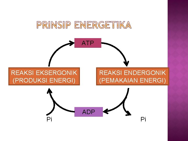 ATP REAKSI EKSERGONIK (PRODUKSI ENERGI) REAKSI ENDERGONIK (PEMAKAIAN ENERGI) ADP Pi Pi 