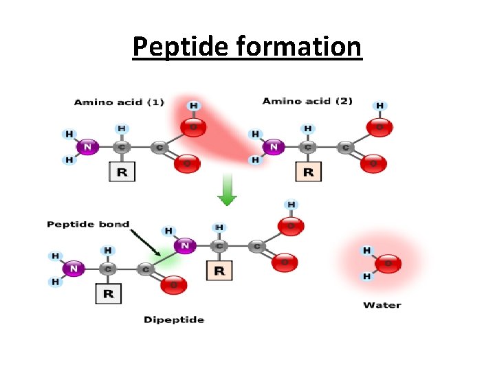 Peptide formation 