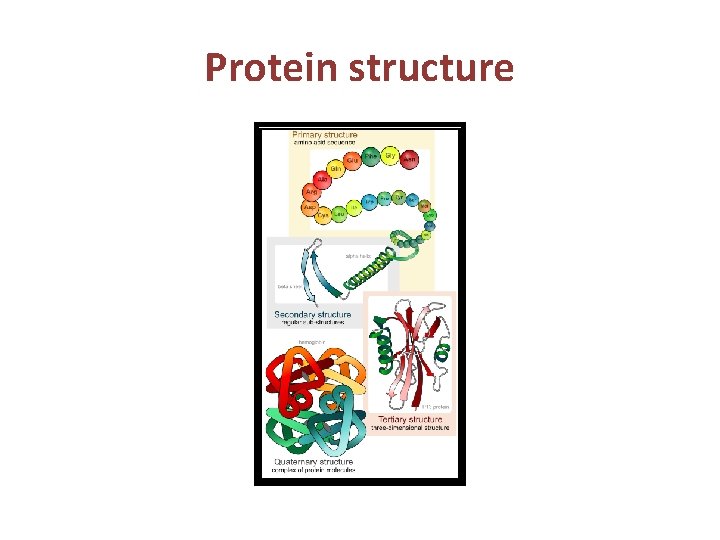 Protein structure 