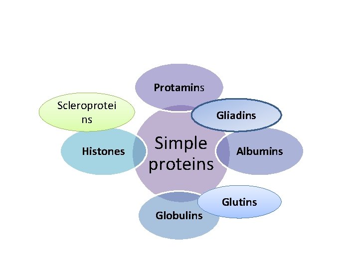 Protamins Scleroprotei ns Histones Gliadins Simple proteins Globulins Albumins Glutins 