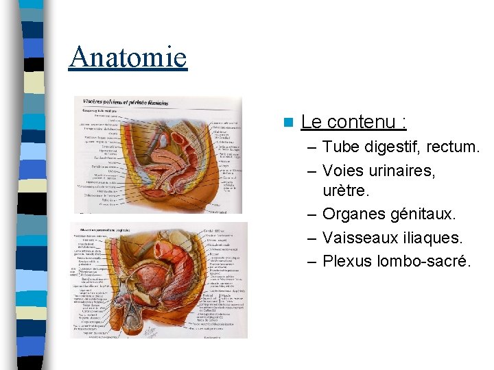 Anatomie n Le contenu : – Tube digestif, rectum. – Voies urinaires, urètre. –