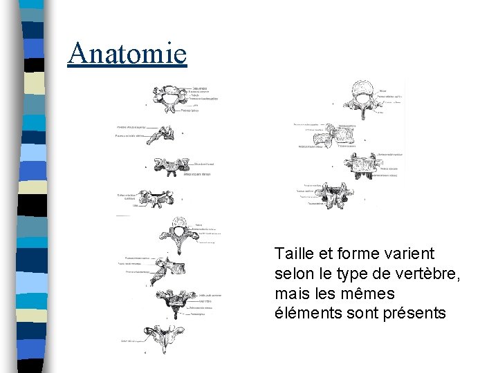 Anatomie Taille et forme varient selon le type de vertèbre, mais les mêmes éléments
