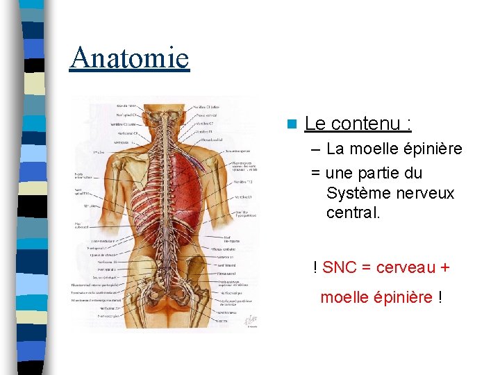 Anatomie n Le contenu : – La moelle épinière = une partie du Système