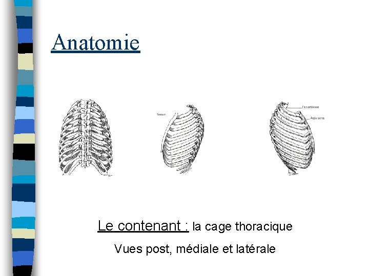 Anatomie Le contenant : la cage thoracique Vues post, médiale et latérale 