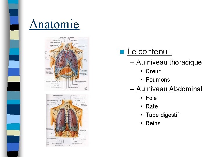 Anatomie n Le contenu : – Au niveau thoracique • Cœur • Poumons –
