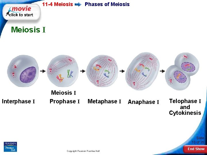 11 -4 Meiosis Phases of Meiosis I Interphase I Meiosis I Prophase I Metaphase