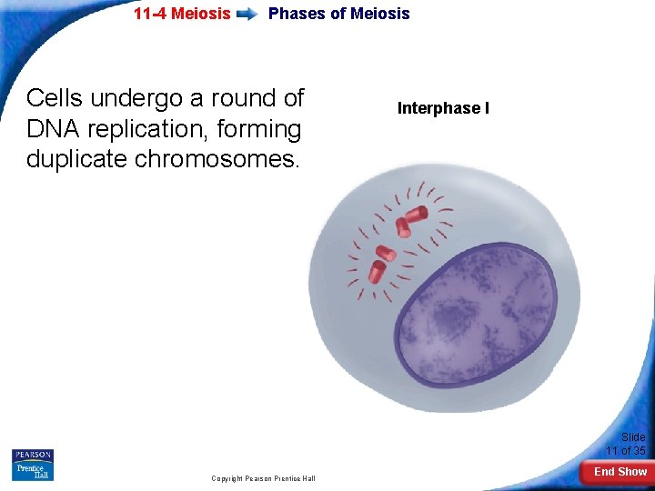 11 -4 Meiosis Phases of Meiosis Cells undergo a round of DNA replication, forming