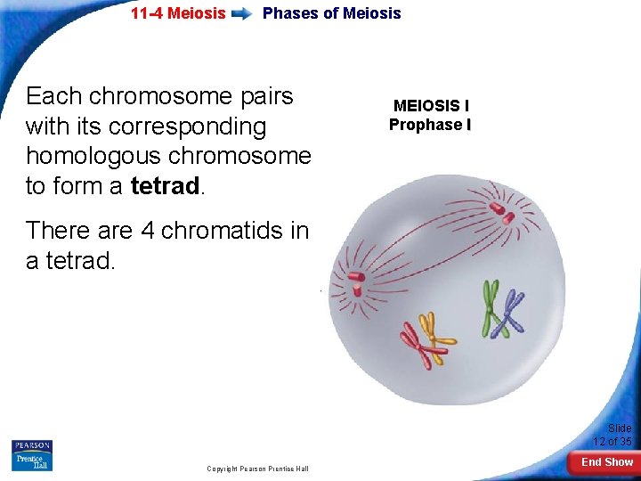 11 -4 Meiosis Phases of Meiosis Each chromosome pairs with its corresponding homologous chromosome