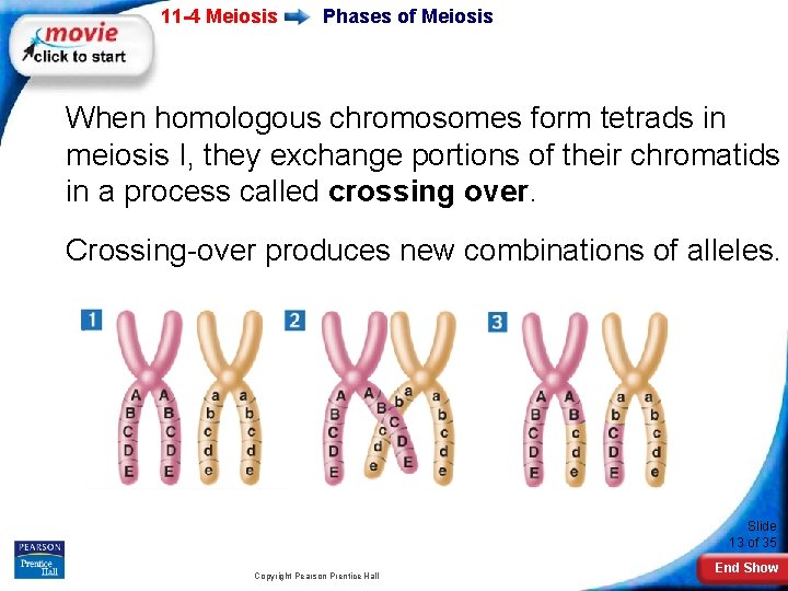 11 -4 Meiosis Phases of Meiosis When homologous chromosomes form tetrads in meiosis I,