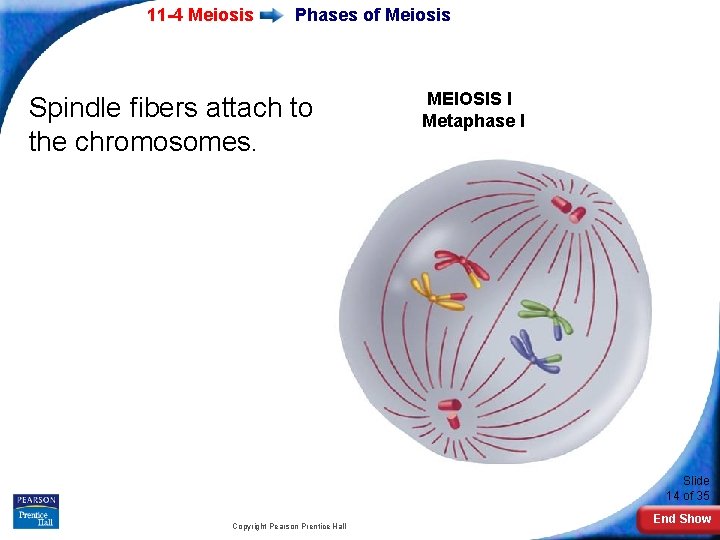 11 -4 Meiosis Phases of Meiosis Spindle fibers attach to the chromosomes. MEIOSIS I